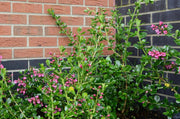 Carlton Wrekin Berkshire Brick 65mm - Armstrong Cheshire
